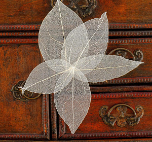 листья 5шт 5*8см сухоцветы, белые, 3099222 /школа талантов