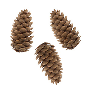 набор декор. элементов шишки 5шт ель pif-01 02 /blumentag